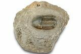 Paralejurus Trilobite Fossil - Atchana, Morocco #312334-3